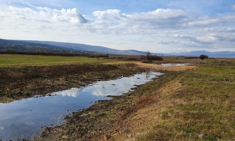 WWF Adria: 'Prikancu' iz Mostarskog blata prijeti nestanak